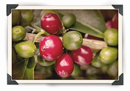 cherry_photo_1