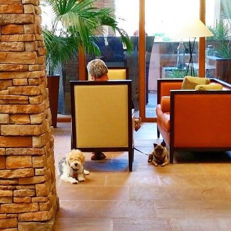 Pet friendly resorts in Phoenix