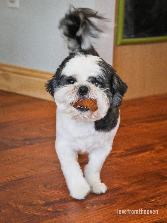 The Best Easy Homemade Dog Treats Love From The Oven