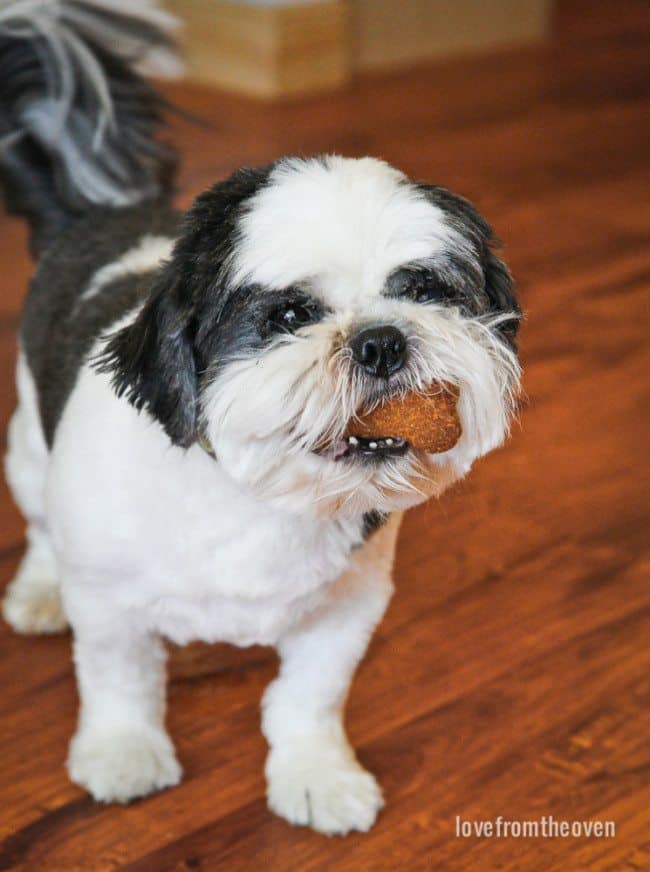 Homemade Dog Treats Recipe