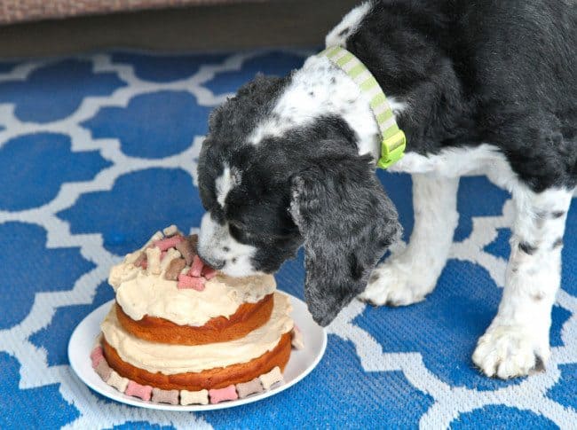 making a cake for a dog