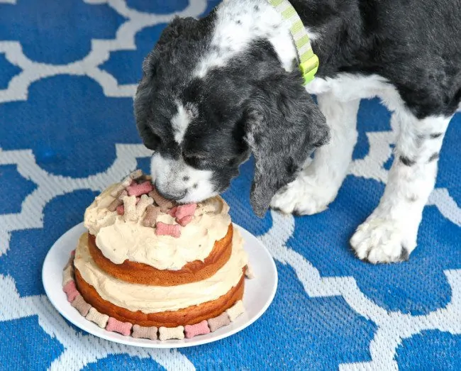 Homemade Dog Cake