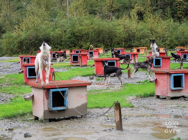 Alaska Sled Dog Excursions 