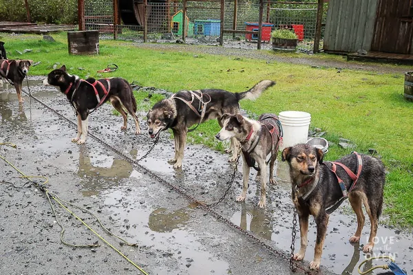 Alaska Dog Sled Excursion 