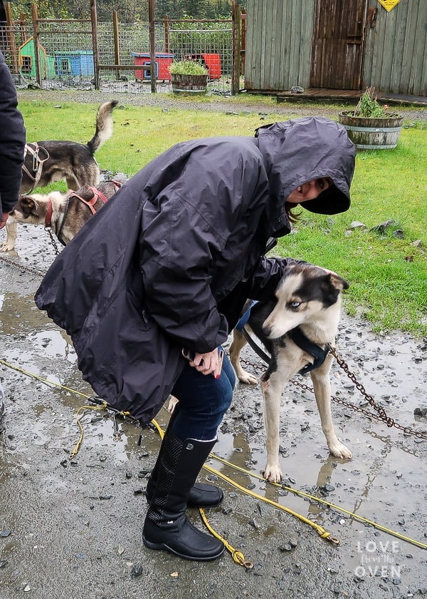 Alaska Sled Dogs Excursion 