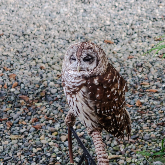 Ketchikan Wildlife