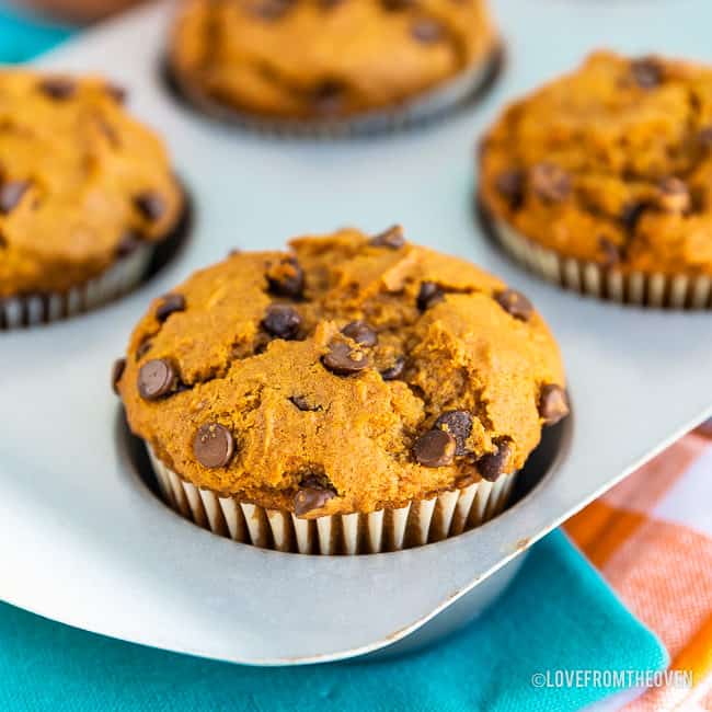 pumpkin chocolate chip muffins in a muffin pan sitting on blue and orange towels
