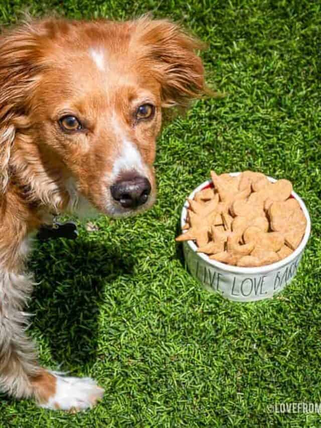 cropped-peanut-butter-dog-treats-3.jpg