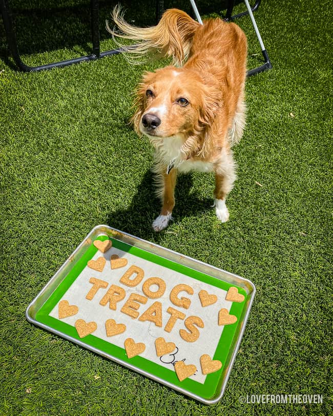 Dog with a pan of homemade dog treats