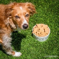 Picture of a dog next to a bowl of peanut butter dog treats