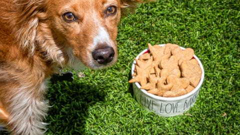 Easy Peanut Butter Dog Treats Love From The Oven