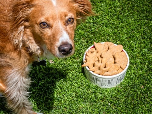 how often can dogs have peanut butter