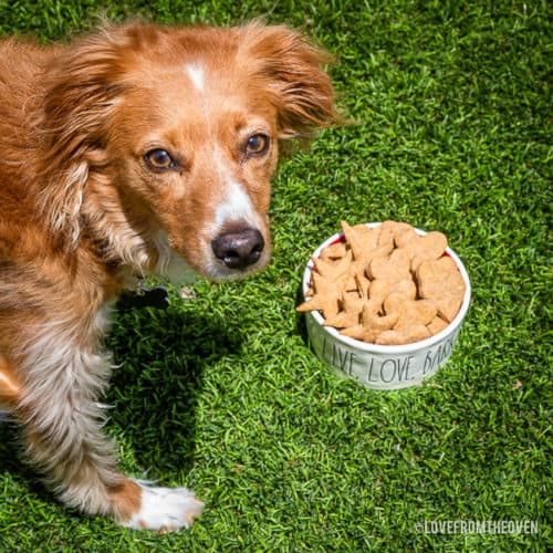 Homemade Peanut Butter Dog Treats Your Pet Will Love! - Thrifty Jinxy