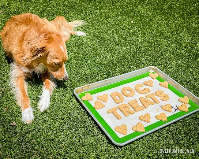 Dog lying next to a tray of homemade peanut butter dog treats