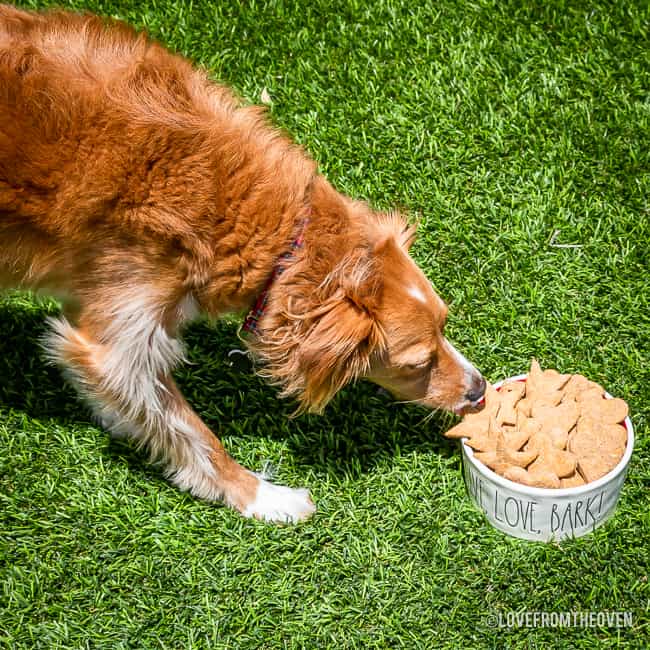 Dog eating a peanut butter dog treat