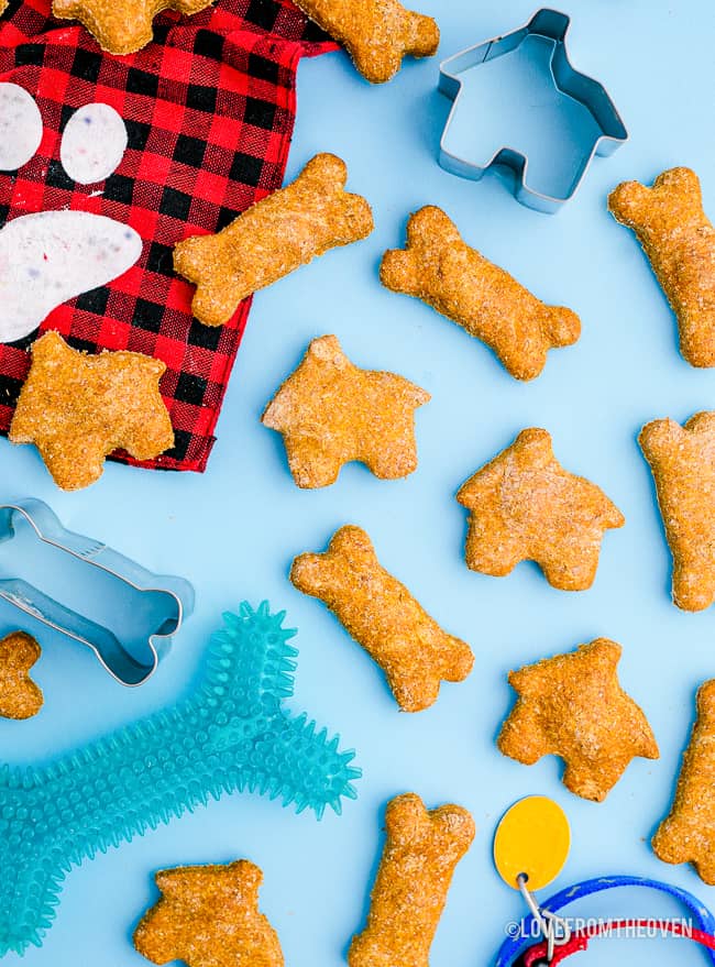 pumpkin dog treats on blue background