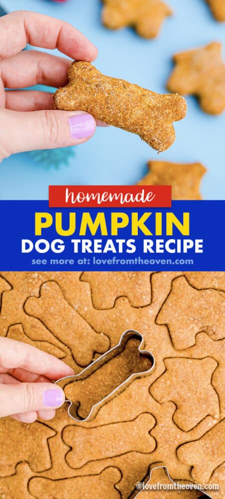 photos of pumpkin dog treats