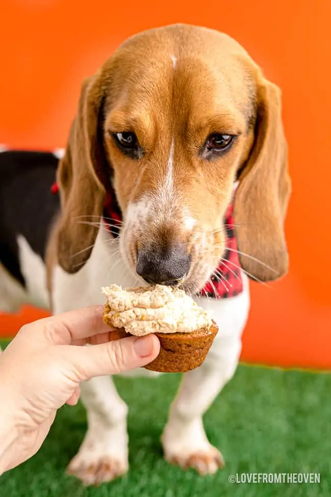 A dog eating a pupcake.