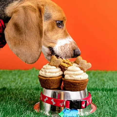a dog eating cupcakes.