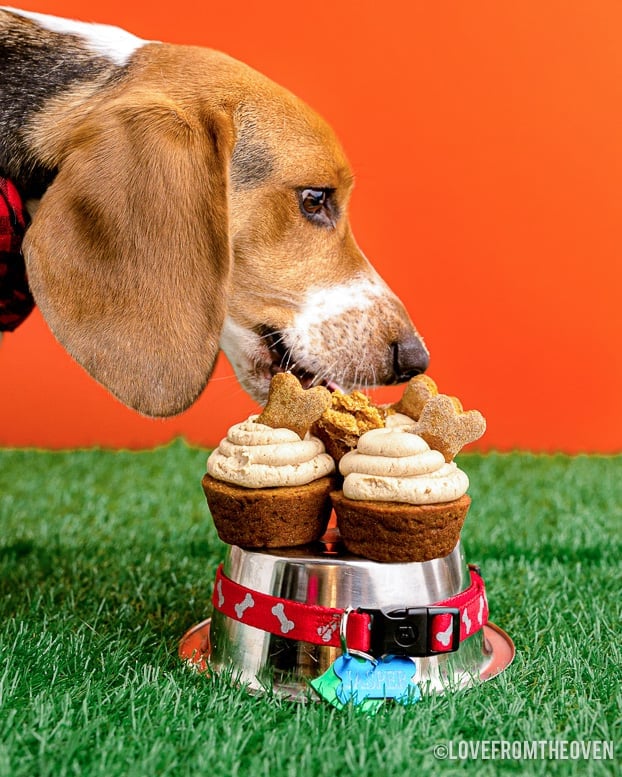 A dog eating pupcakes with an orange background.