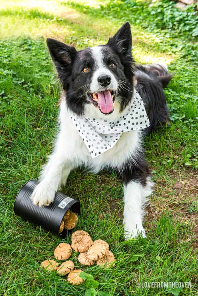 Puppy cookies for dogs online