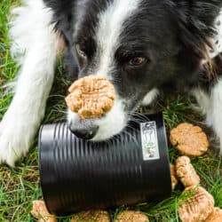 A dog with a cookie on his nose.