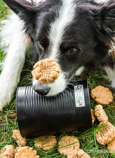 A dog with a cookie on his nose.